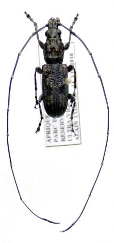 Decataphanes sp.