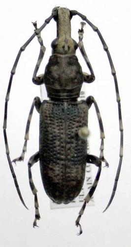 Réf. 67 980 : Phloeotragus sp.