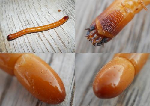 Réf. 67 332 : Cebrio gigas