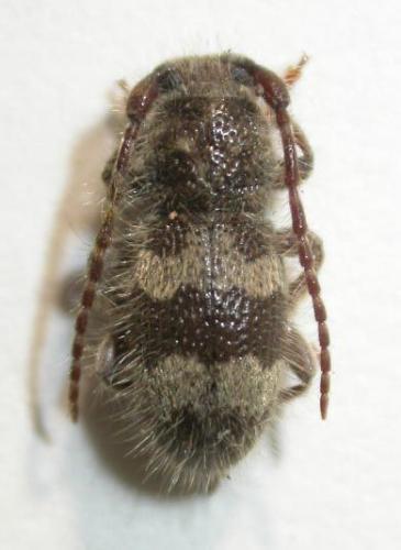 Réf. 67 196 : Parmena algirica