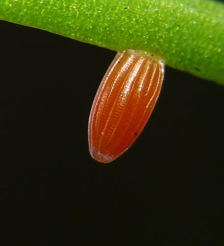 Réf. 67 978 : Anthocharis cardamines