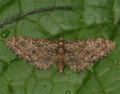 Eupithecia abbreviata