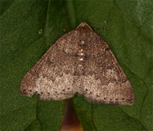 Aleucis distinctata