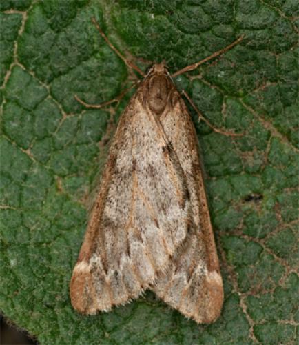 Réf. 67 818 : Alsophila aescularia
