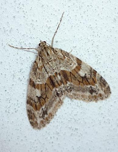 Réf. 67 144 : Trichopteryx polycommata