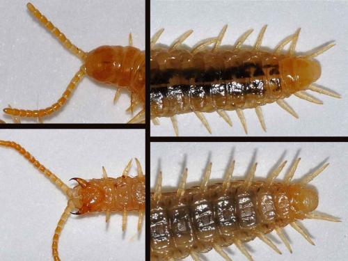 Henia vesuviana