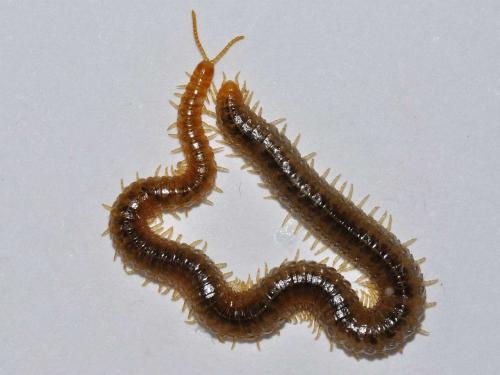 Henia vesuviana