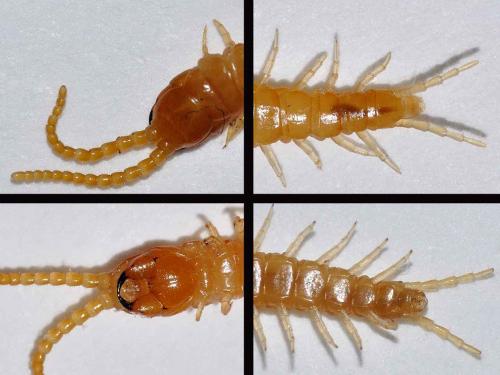 Clinopodes flavidus