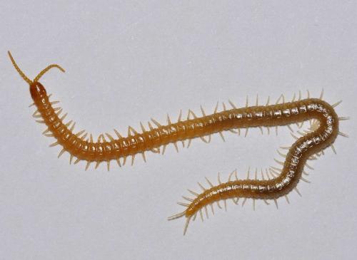 Clinopodes flavidus