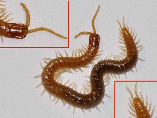 Pachymerium ferrugineum