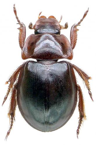 Réf. 67 197 : Phaeochrous mashunus camerunensis