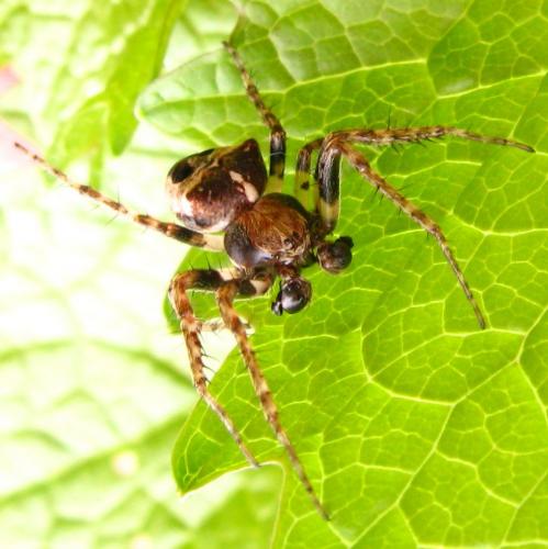 Réf. 67 883 : Gibbaranea bituberculata