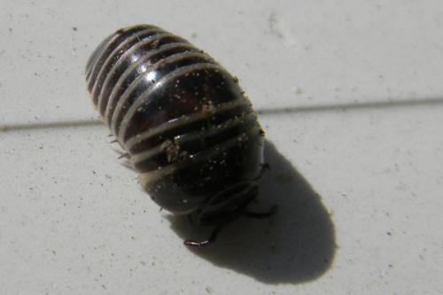 Glomeris marginata