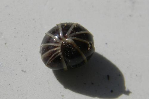 Glomeris marginata