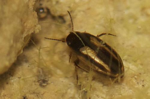 Réf. 67 338 : Graptodytes bilineatus