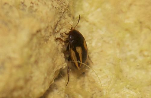 Réf. 67 339 : Graptodytes bilineatus