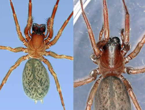 Réf. 67 487 : Inermocoelotes anoplus