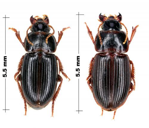 Réf. 67 246 : Harpalus pumilus