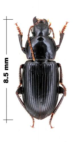 Cryptophonus tenebrosus