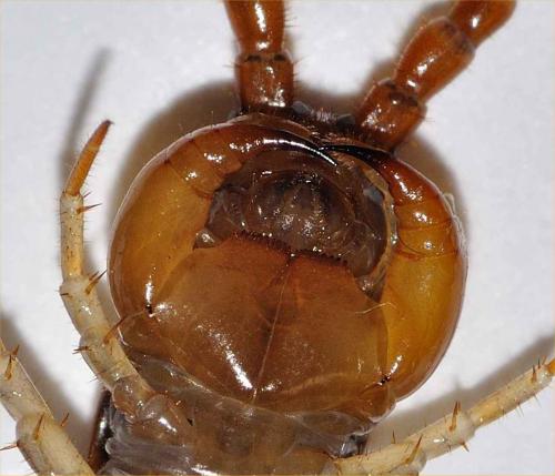 Eupolybothrus fasciatus