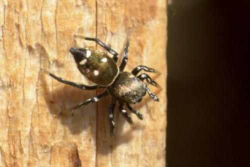 Réf. 67 450 : Heliophanus kochii