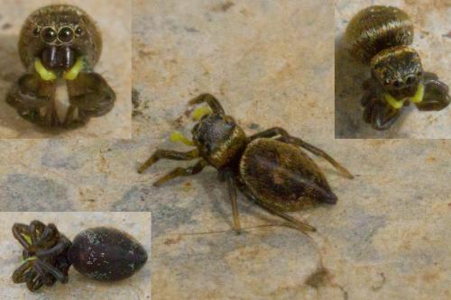 Heliophanus tribulosus