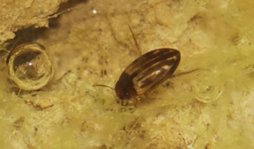 Graptodytes flavipes