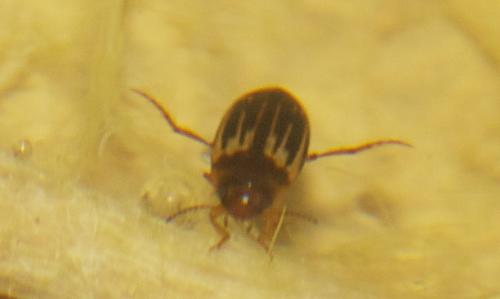 Graptodytes flavipes