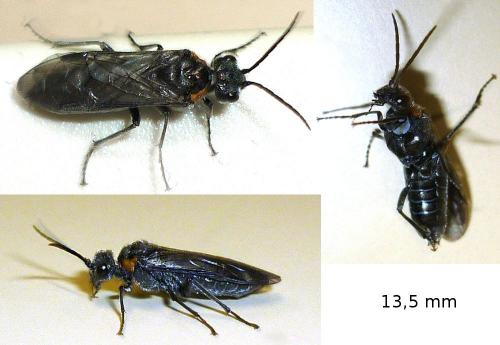 Dolerus haematodes