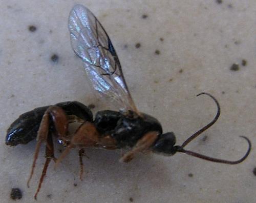 Hypsicera femoralis