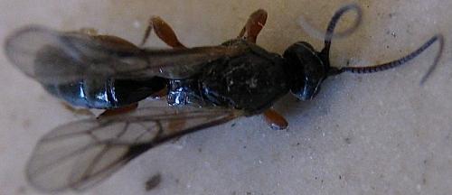Hypsicera femoralis
