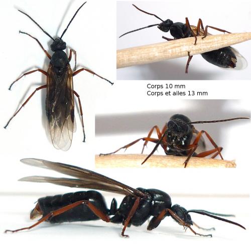 Réf. 67 398 : Formica sp.