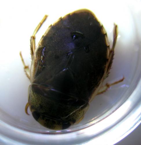 Ilyocoris cimicoides