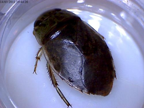 Ilyocoris cimicoides