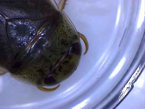 Réf. 67 118 : Ilyocoris cimicoides