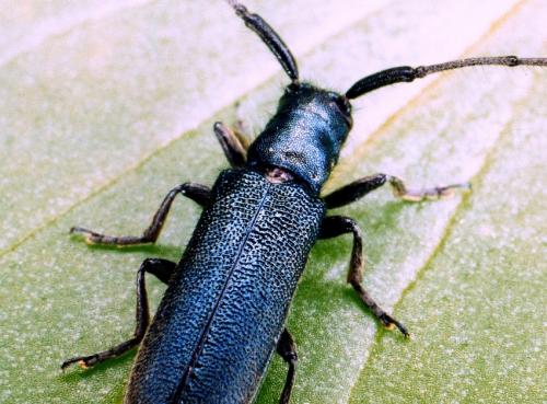 Réf. 67 573 : Agapanthia intermedia