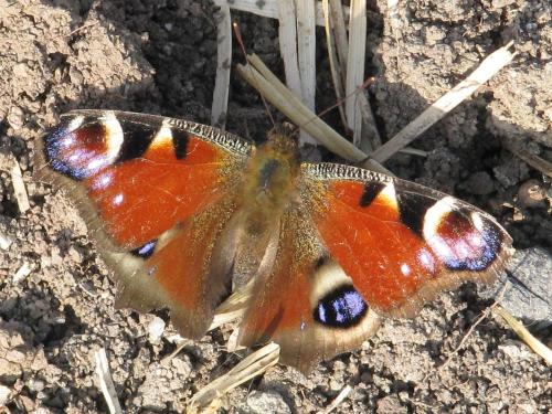 Réf. 67 558 : Aglais io