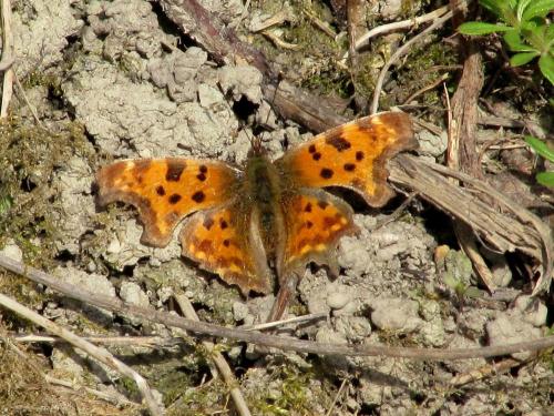 Réf. 67 555 : Polygonia c-album