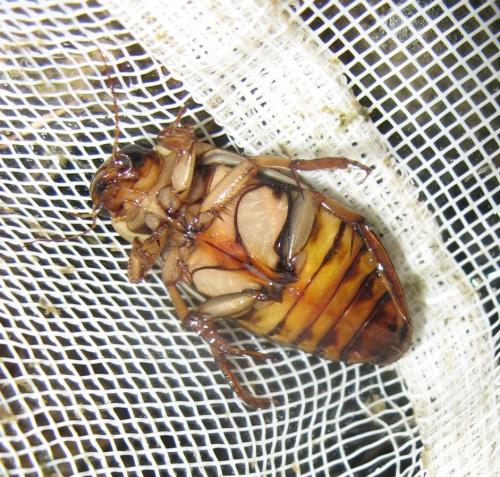 Réf. 67 137 : Dytiscus marginalis