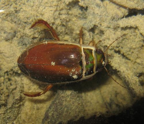 Réf. 67 138 : Dytiscus marginalis