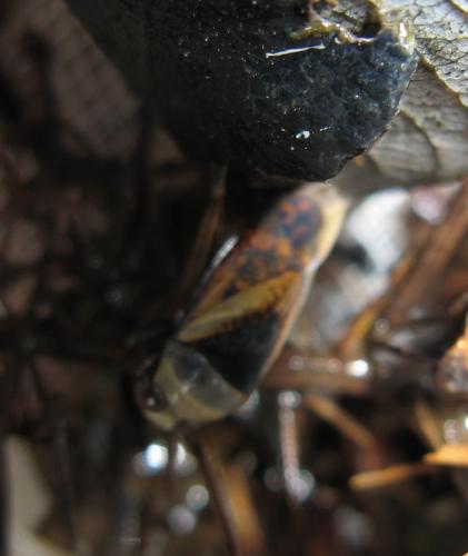 Notonecta meridionalis