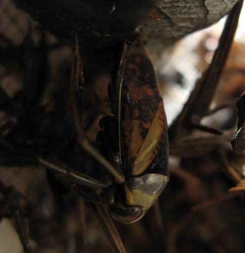 Notonecta meridionalis