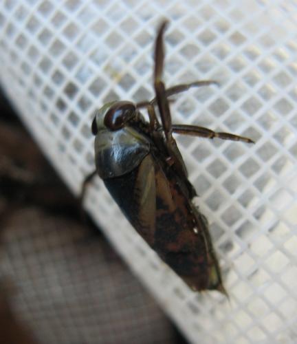 Notonecta meridionalis