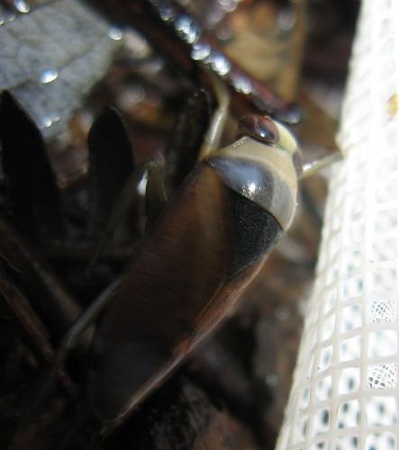 Notonecta meridionalis