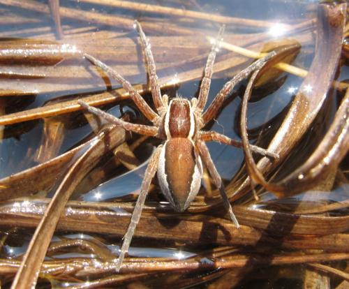 Dolomedes sp.
