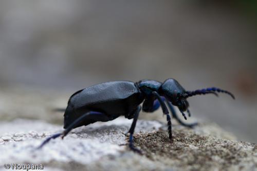 Meloe sp.