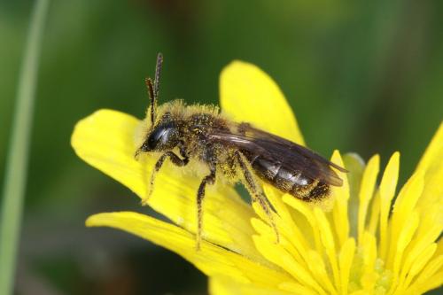 Réf. 67 092 : Andrena ranunculi