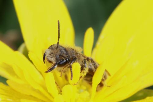 Réf. 67 093 : Andrena ranunculi
