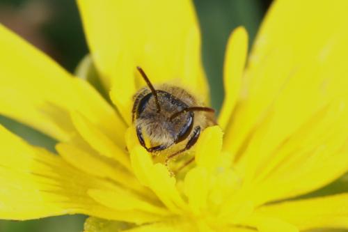 Andrena ranunculi