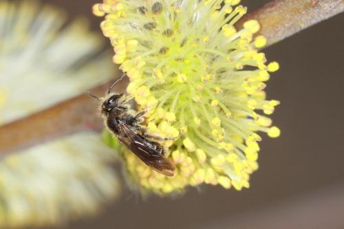 Andrena sp.